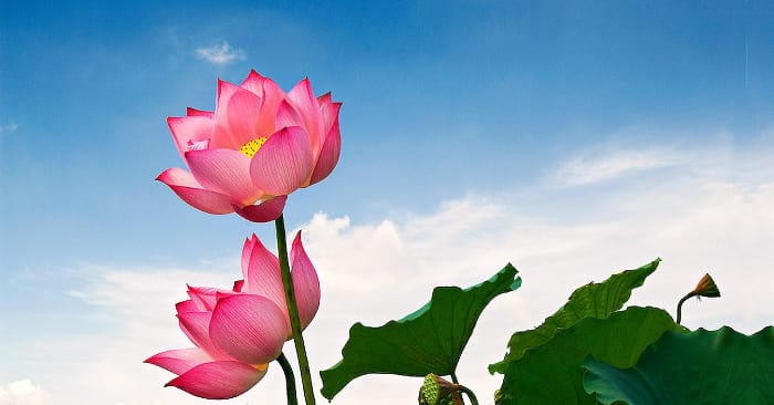 Lời nguyện của Bạch Cư Dị cho những kiếp sau
