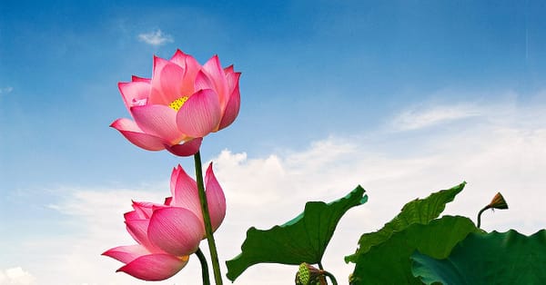 Lời nguyện của Bạch Cư Dị cho những kiếp sau