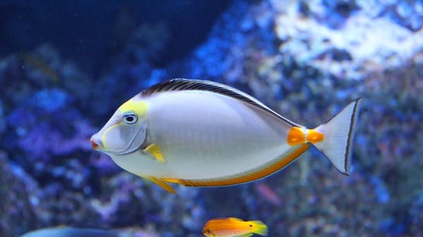 Câu chuyện phía sau câu nói: “Tương nhu dĩ mặc, bất như tương vong ư giang hồ”